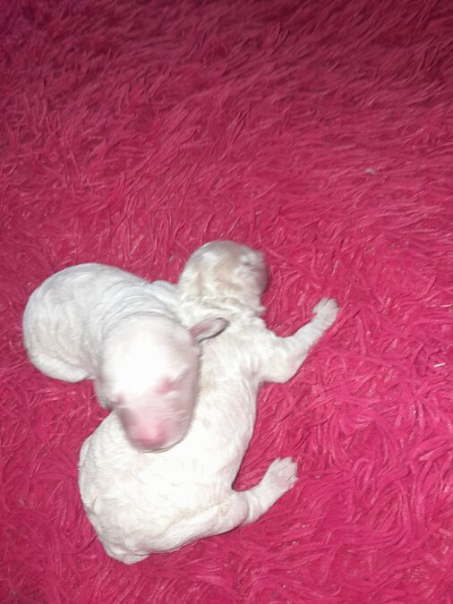 Caniches en venta.