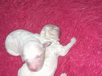 Caniches en venta.