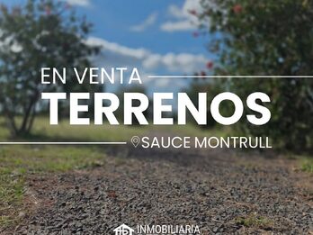 LOTEO SAUCE MONTRULL