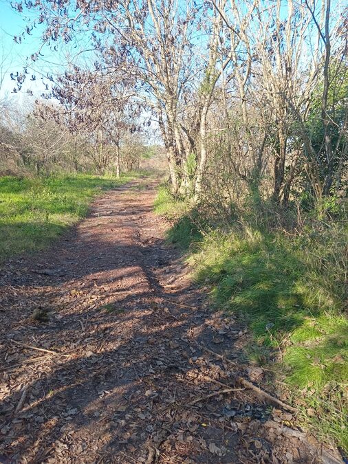 15 hectáreas de campo,ubicado en calle René Favaloro de Sauce Montrul