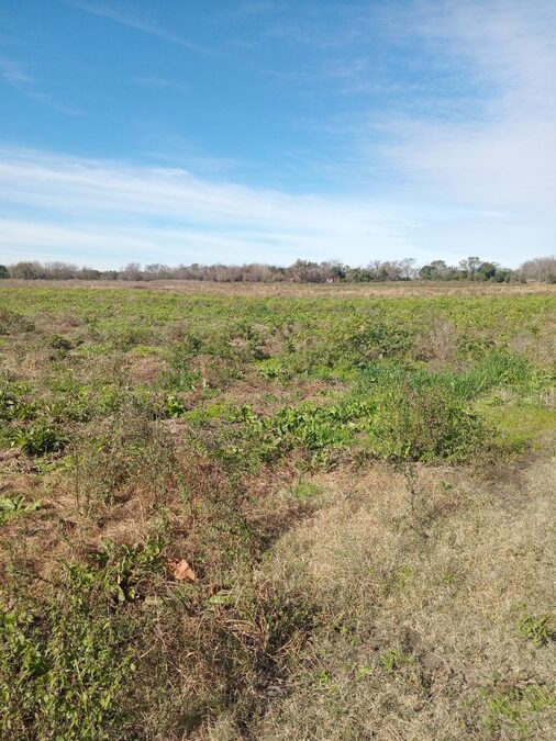 15 hectáreas de campo,ubicado en calle René Favaloro de Sauce Montrul