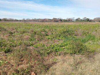 15 hectáreas de campo,ubicado en calle René Favaloro de Sauce Montrul
