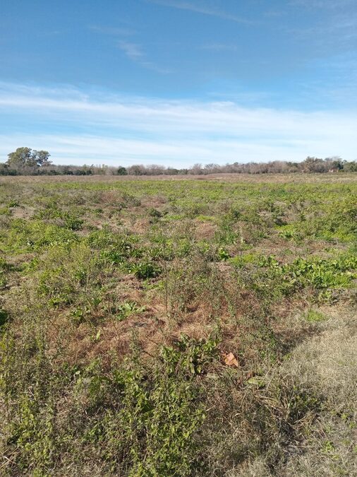 15 hectáreas de campo,ubicado en calle René Favaloro de Sauce Montrul