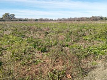 15 hectáreas de campo,ubicado en calle René Favaloro de Sauce Montrul
