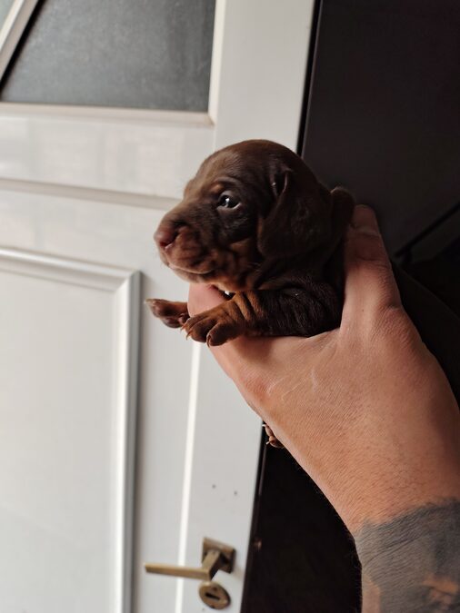 Dachshund (salchicha mini)