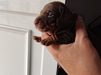 Dachshund (salchicha mini)