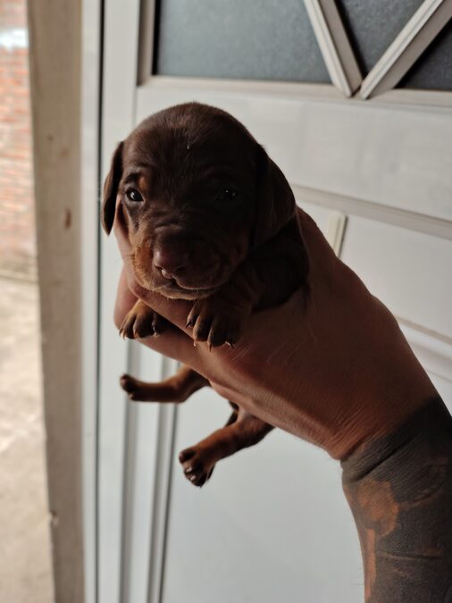 Dachshund (salchicha mini)