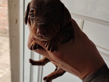 Dachshund (salchicha mini)