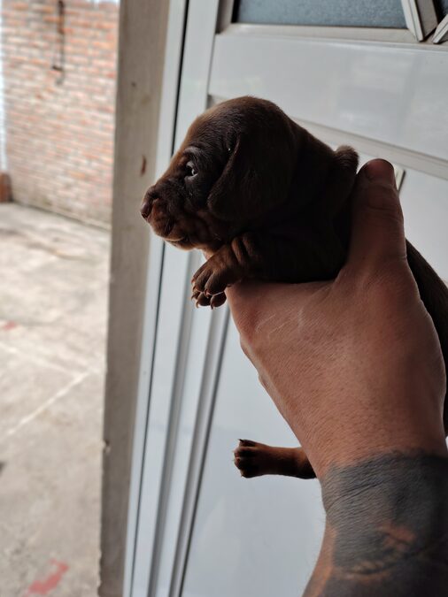 Dachshund (salchicha mini)