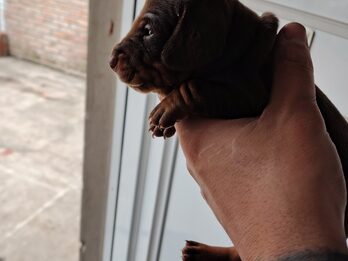 Dachshund (salchicha mini)