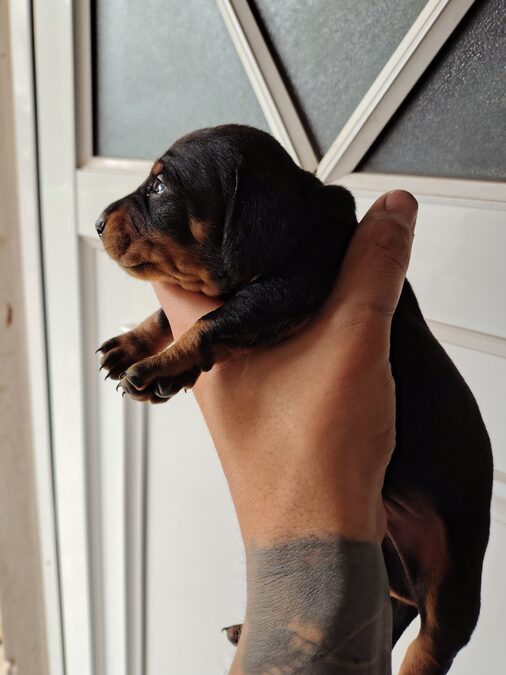 Dachshund (salchicha mini)