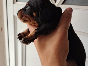 Dachshund (salchicha mini)