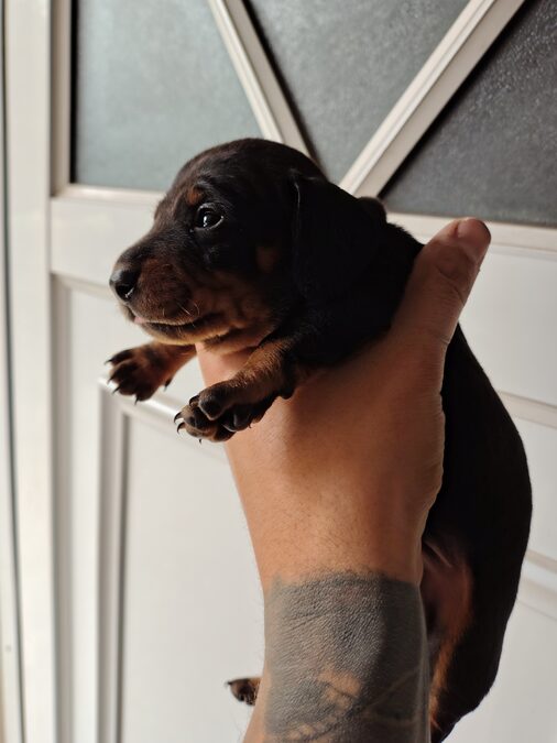 Dachshund (salchicha mini)