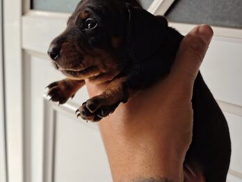 Dachshund (salchicha mini)