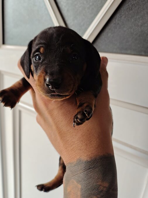 Dachshund (salchicha mini)