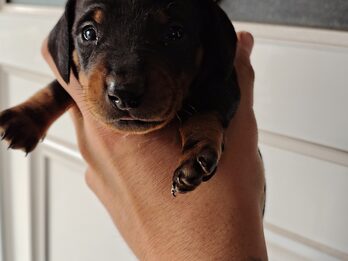 Dachshund (salchicha mini)