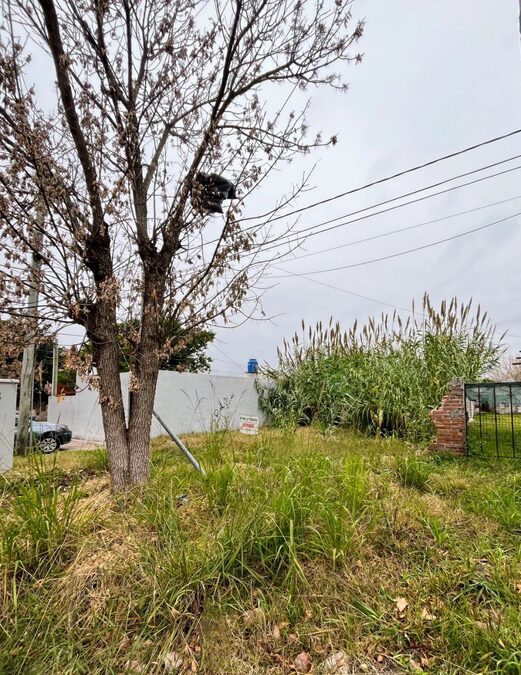 SE VENDE TERRENO EN CALLE VICENTE DEL CASTILLO