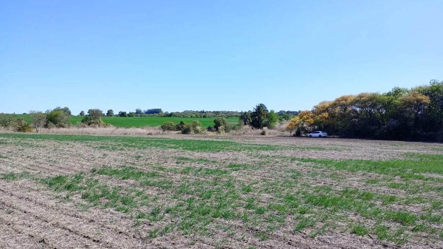 SE VENDE 1.5 HECTAREA A SOLO 1KM DE ORO VERDE
