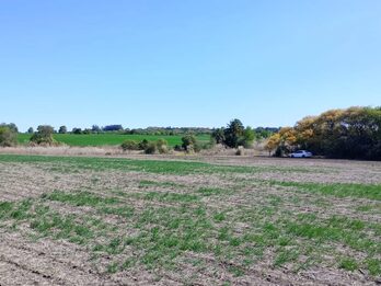 SE VENDE 1.5 HECTAREA A SOLO 1KM DE ORO VERDE