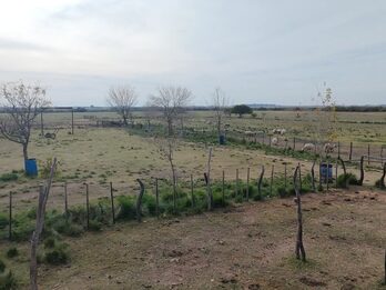 Campo Mixto En Quebracho! 98ha