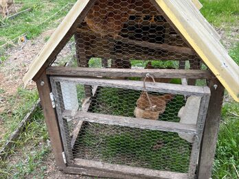 Gallinero