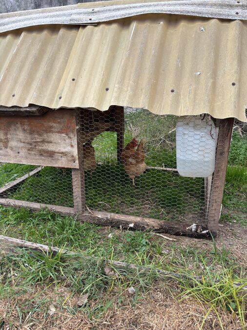 Gallinero