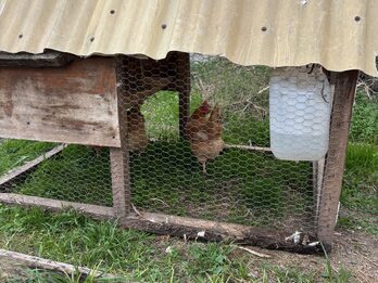 Gallinero