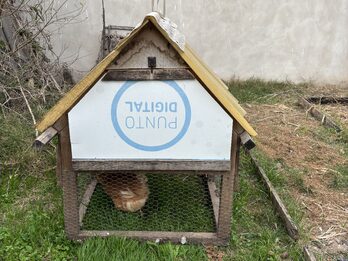 Gallinero