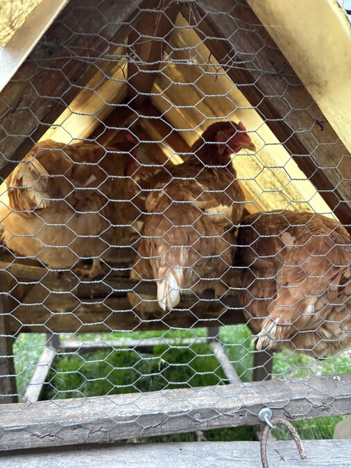 Gallinero