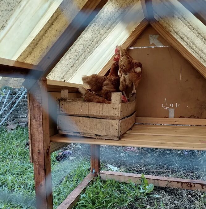 Gallinero