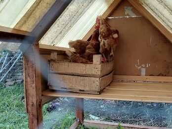 Gallinero