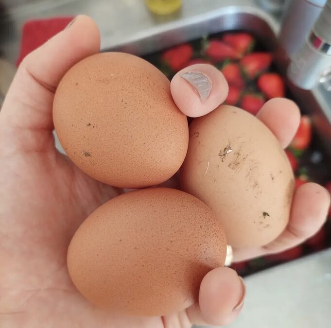 Gallinero