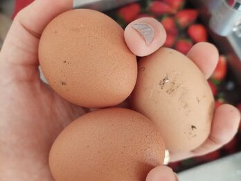 Gallinero