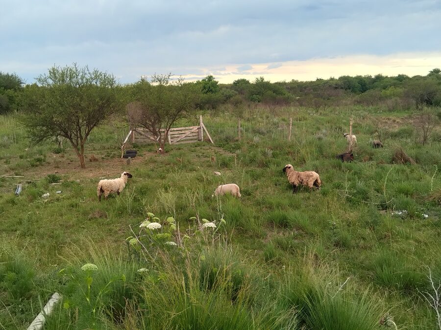 Campo de 8 Has 66 áreas en Antonio Tomás