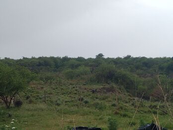 Campo de 8 Has 66 áreas en Antonio Tomás