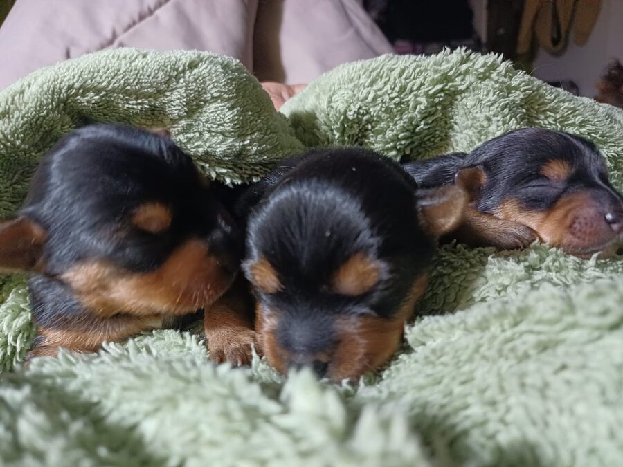 Yorkshire cachorro