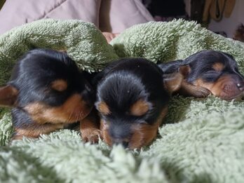 Yorkshire cachorro