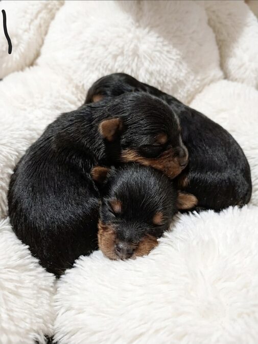 Mini yorkys