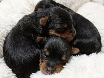 Mini yorkys