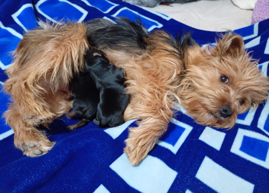 Mini yorkys