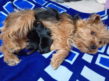Mini yorkys