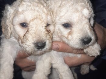 Caniches en venta.