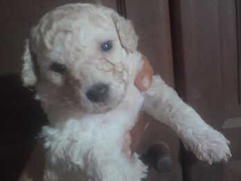 Caniches en venta.