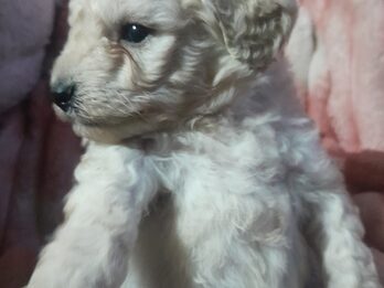 Caniches en venta.