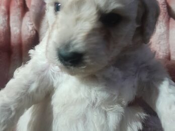 Caniches en venta.