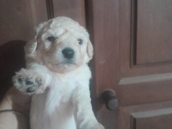 Caniches en venta.