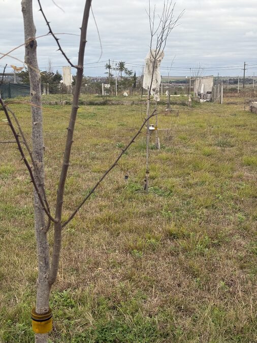 Líquido Terreno en Colonia Ensayo