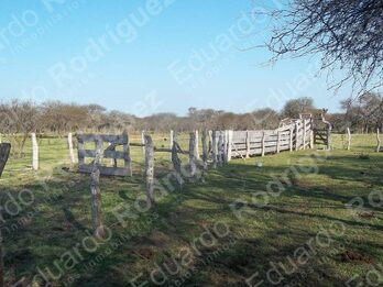 En venta 235has de campo - zona Las Tunas - Entre Ríos