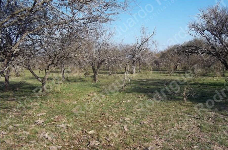 En venta 235has de campo - zona Las Tunas - Entre Ríos