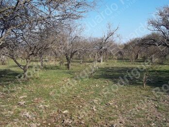 En venta 235has de campo - zona Las Tunas - Entre Ríos